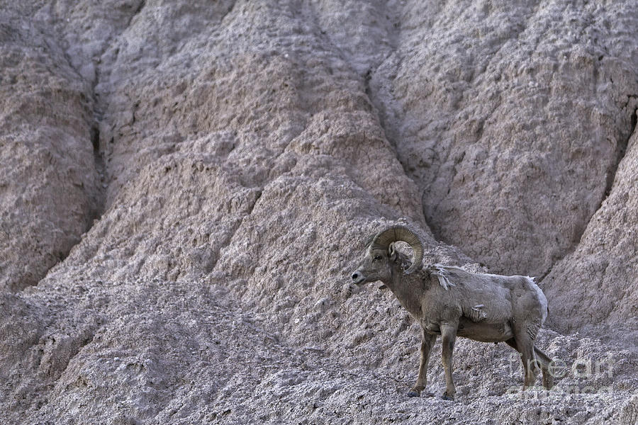 Sheep Photograph - Badlands BigHorn by Natural Focal Point Photography