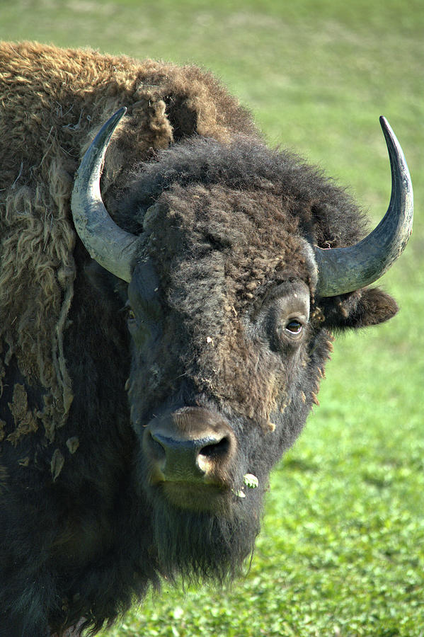 Badlands Bison Photograph by Bonfire Photography - Fine Art America