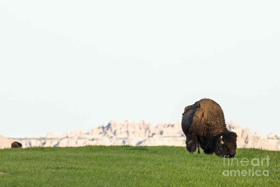 Badlands Bison Photograph by Natural Focal Point Photography