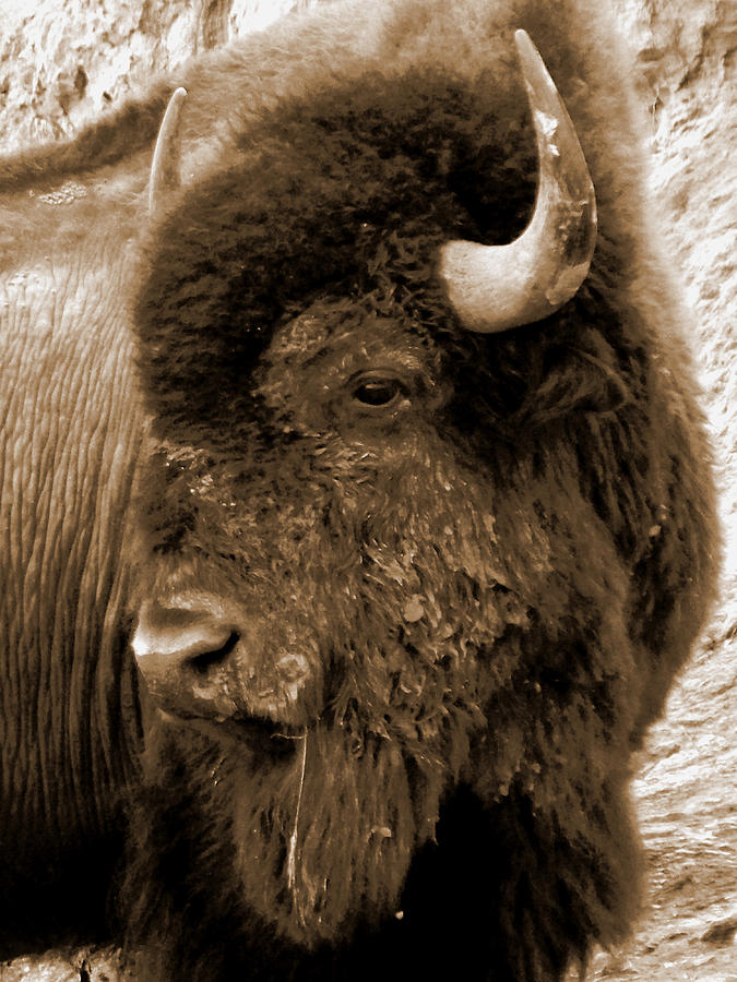 Badlands Bull Photograph by Cris Fulton
