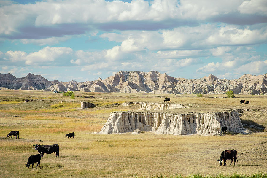 Badlands Cattle Photograph by Steven Bateson