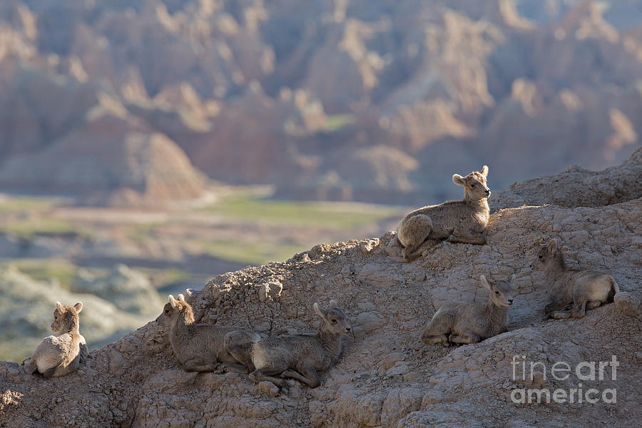Badlands Lamb Rest Time Photograph by Natural Focal Point Photography