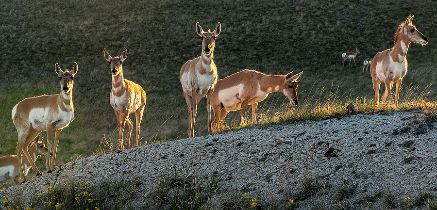 Badlands Pronghorn Photograph by Eric Albright