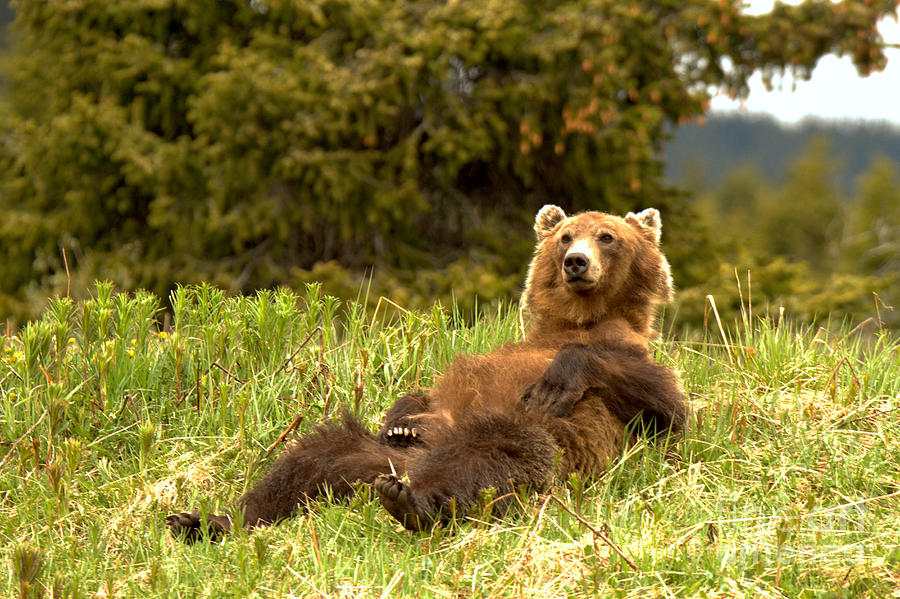 Banff Grizzly Lounging In The Grass Photograph by Adam Jewell