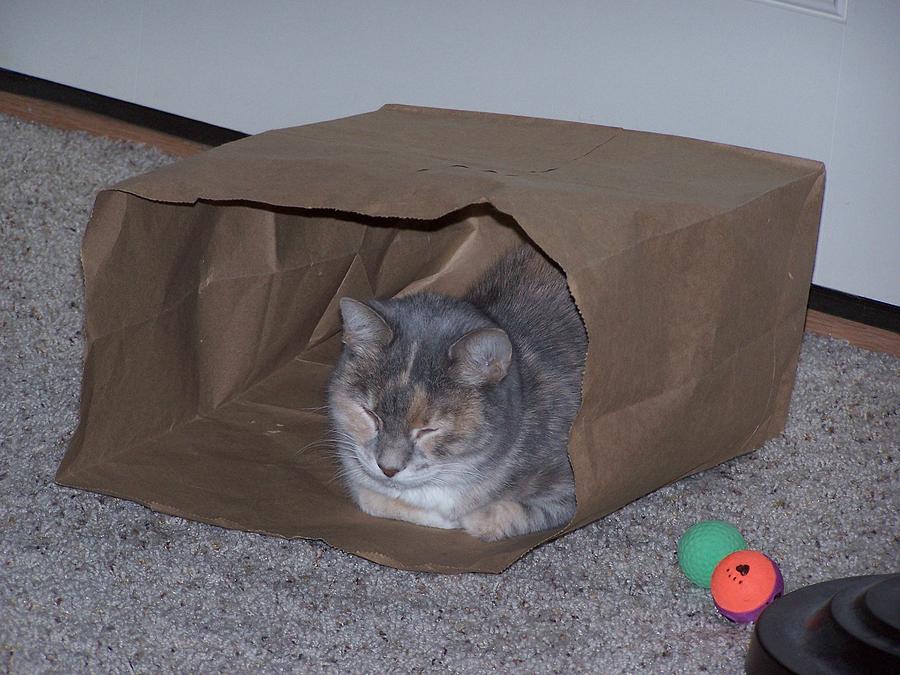 Bag O Cat Photograph by Gene Ritchhart