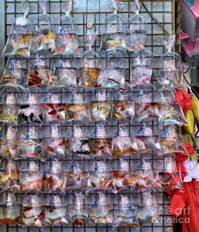 Hong Kong Photograph - Bags of Tropical fish for sale by Kathy Daxon