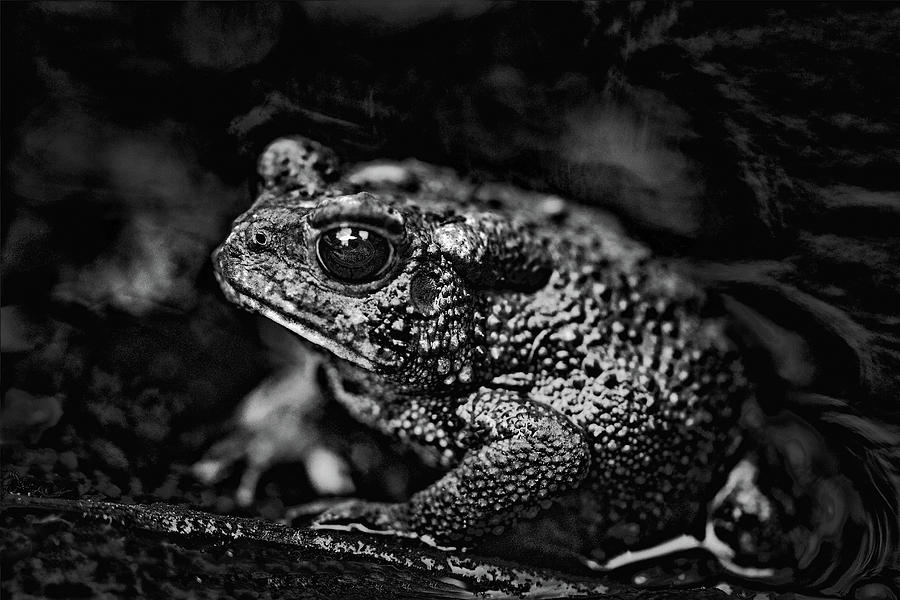 Bah Humbug  American Toad in Black and White Photograph by Carol Senske