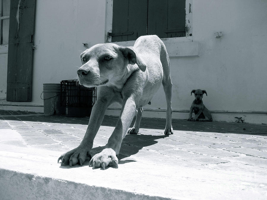 Bahamas Dog Photograph by Becqi Sherman