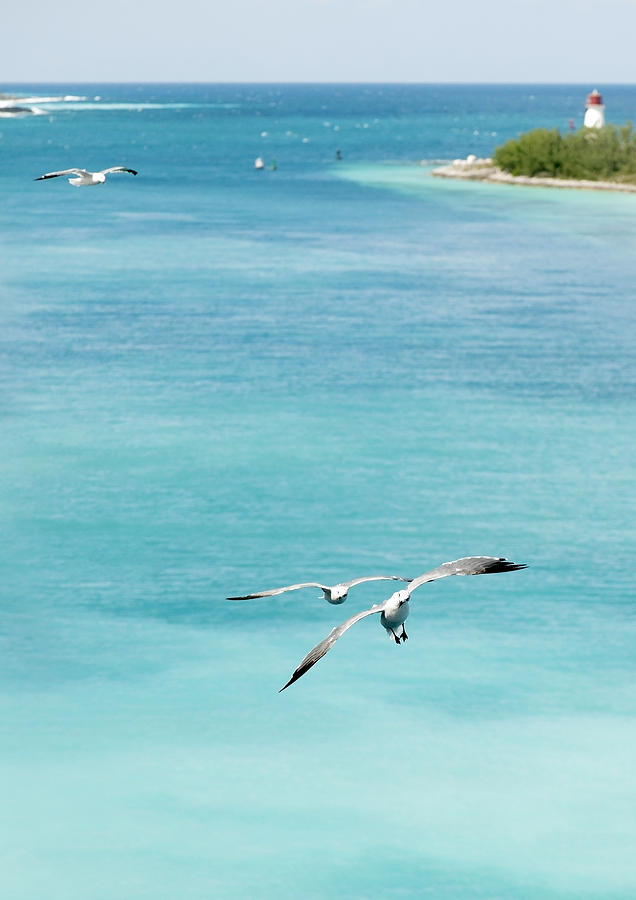 Bahamas Photograph by Gouzel -