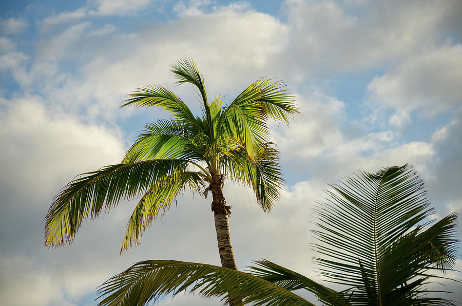 Bahamas Palm Trees Photograph by Anthony Doudt