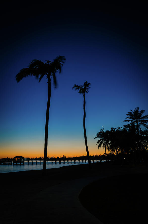 Bahamas Palm Trees in the Early Morning Photograph by Anthony Doudt