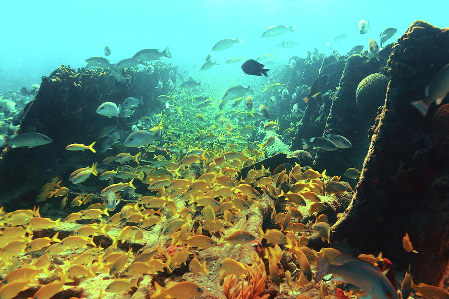 Bahamas Shipwreck Fish Photograph