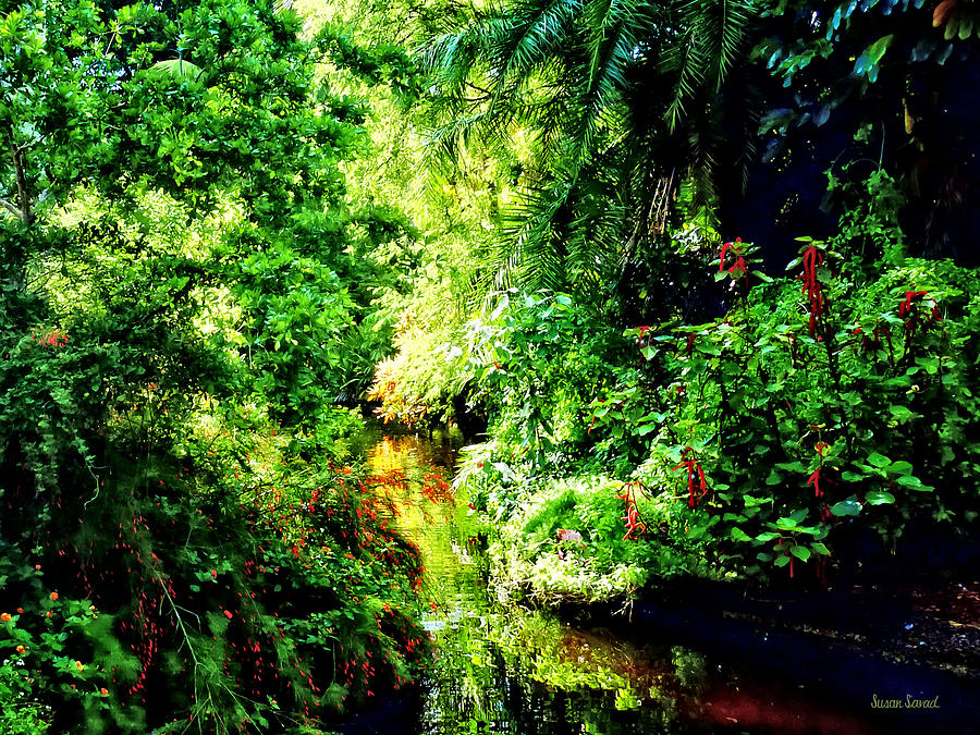 Tree Photograph - Bahamas - Tropical Paradise by Susan Savad