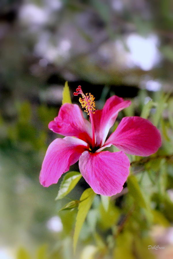 Bahamian Flower Photograph by Deborah  Crew-Johnson