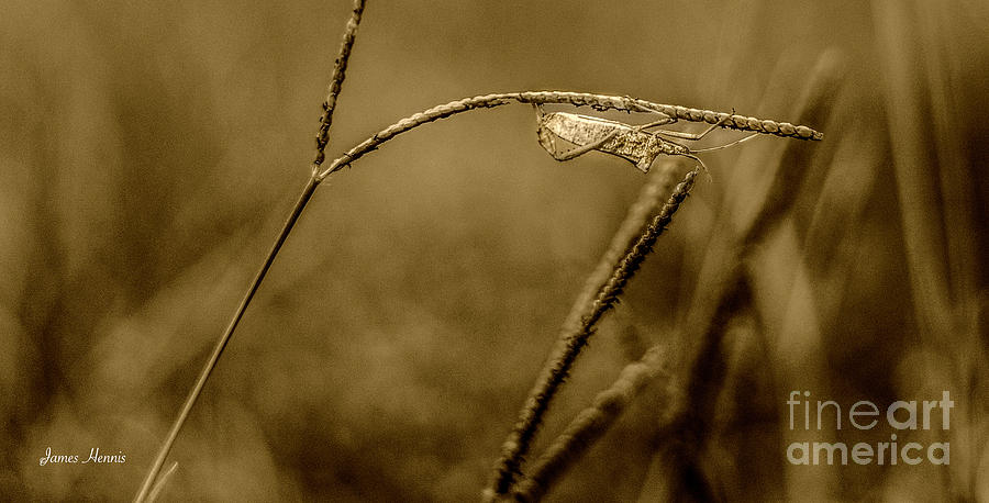 Bahia Grass hopper Photograph by Metaphor Photo