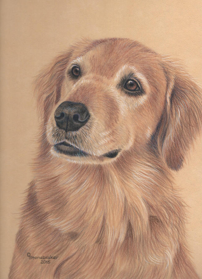 Bailey Drawing by Debbie Stonebraker - Fine Art America