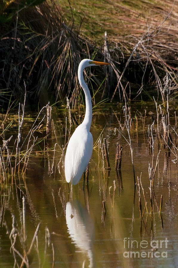 Bailey Tract Egret Two Photograph by Bob Phillips