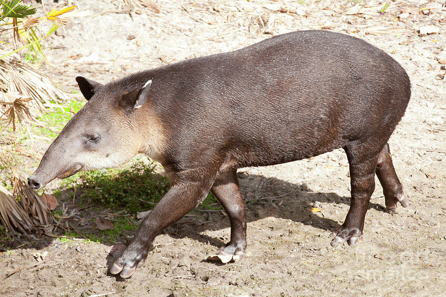 Bairds tapir - Tapirus bairdii Photograph by Anthony Totah
