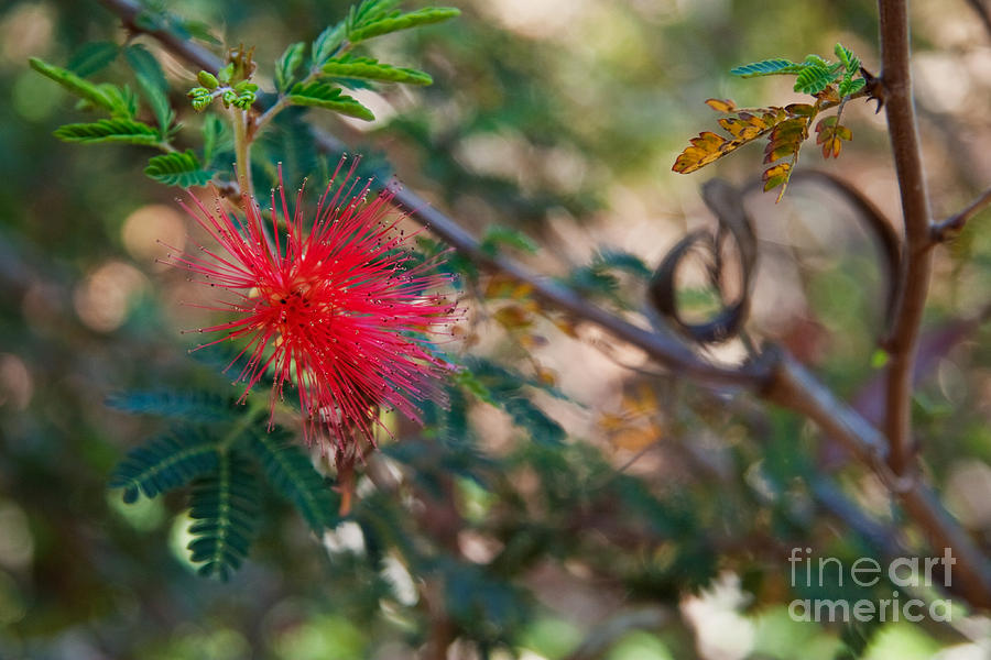 Baja Fairy Duster Photograph by Sherry  Curry