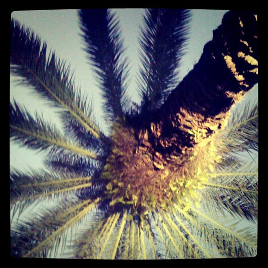 Bal Harbor Palm Tree Photograph by Juan Silva