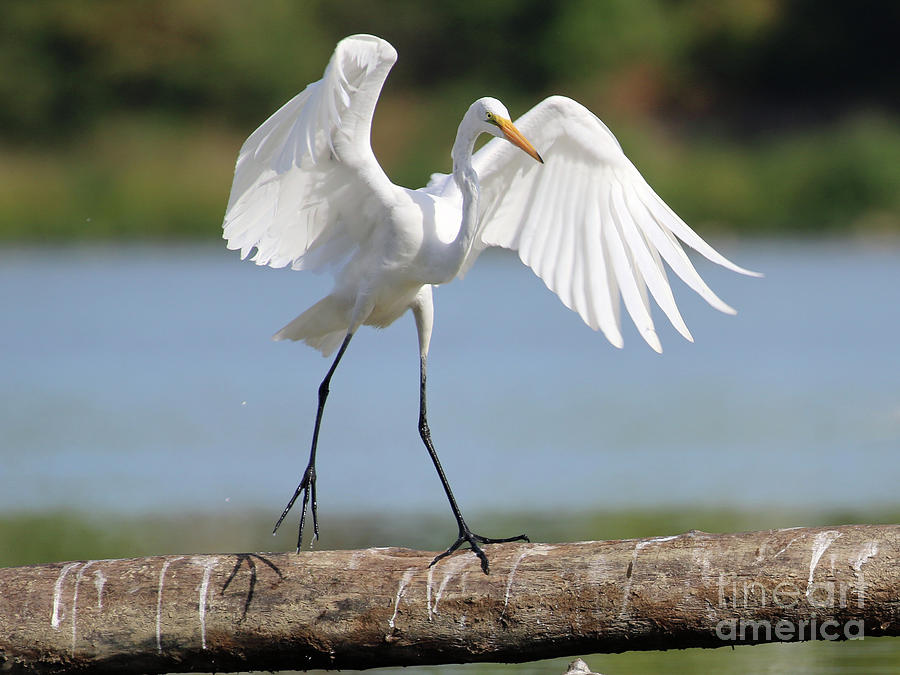 Balance Beam for Egrets 3065 Photograph by Jack Schultz