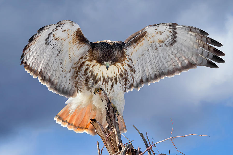 Hawk Photograph - Balance by Bill Wakeley
