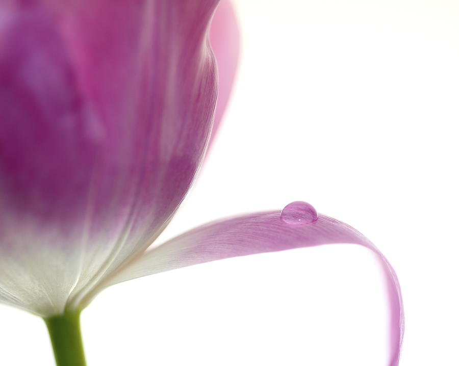 Tulip Photograph - Balance by Rebecca Cozart