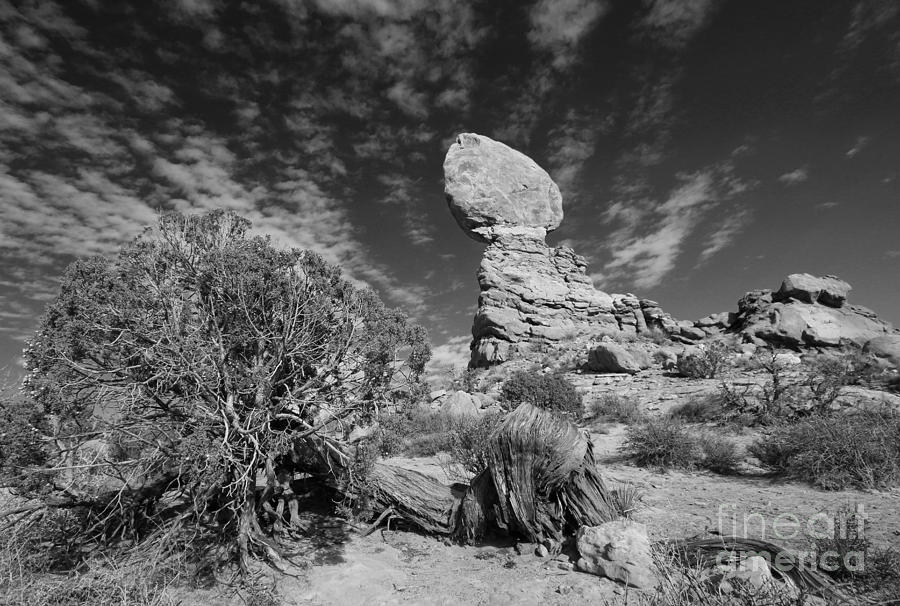 Balance Rock and Pinyon in BW Photograph by Mary Haber