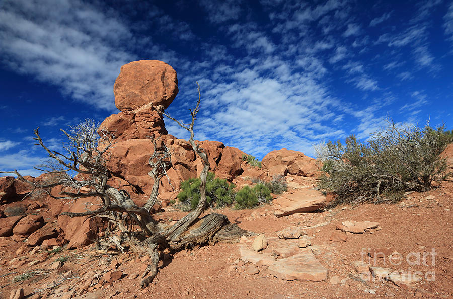 Balanced Rock and Desert Tree II Photograph by Mary Haber
