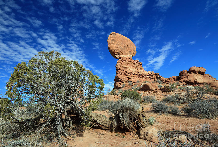 Balanced Rock and Pinyon Photograph by Mary Haber