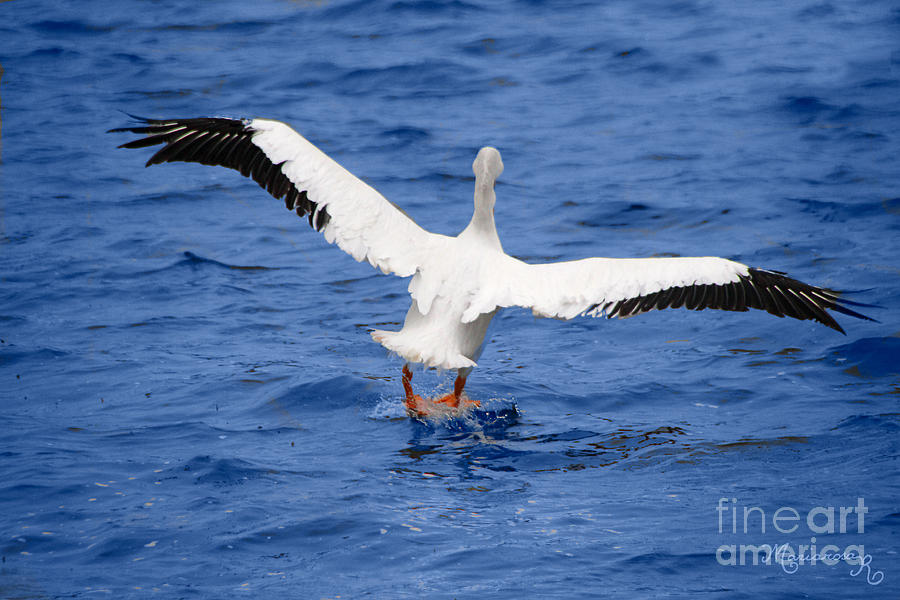 Pelican Photograph - Balancing Act by Mariarosa Rockefeller