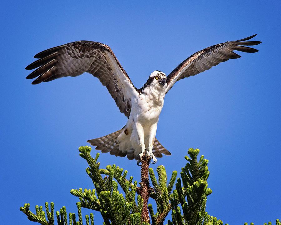 Balancing Osprey  Photograph by Ronald Lutz