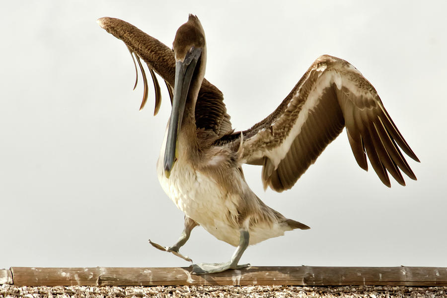 Balancing Pelican Photograph by Wolfgang Stocker