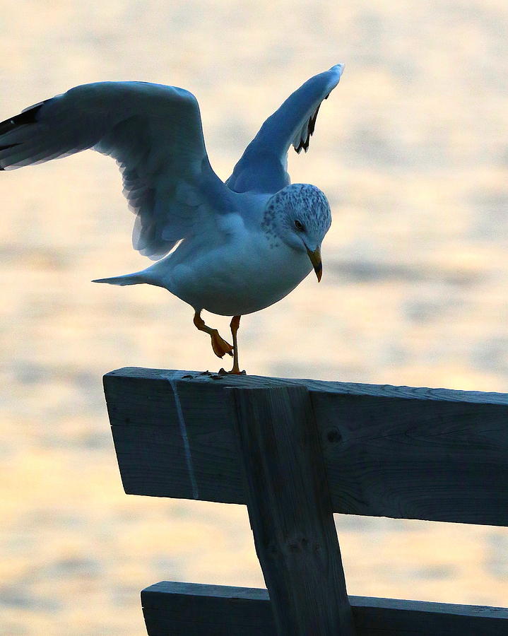 Balancing Seagull Photograph by Arvin Miner