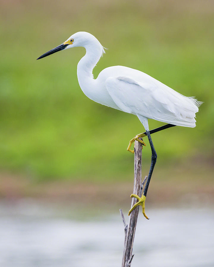 Balancing Snowy Egret Portrait Photograph by Dawn Currie