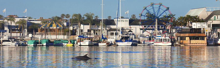 Balboa Dolphin Photograph by Sean Davey