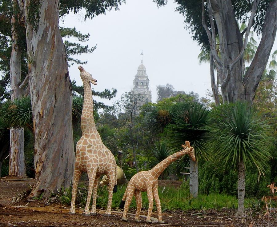 Balboa Park Bell Tower Overlooking Giraffe Statue Photograph by Phyllis Spoor