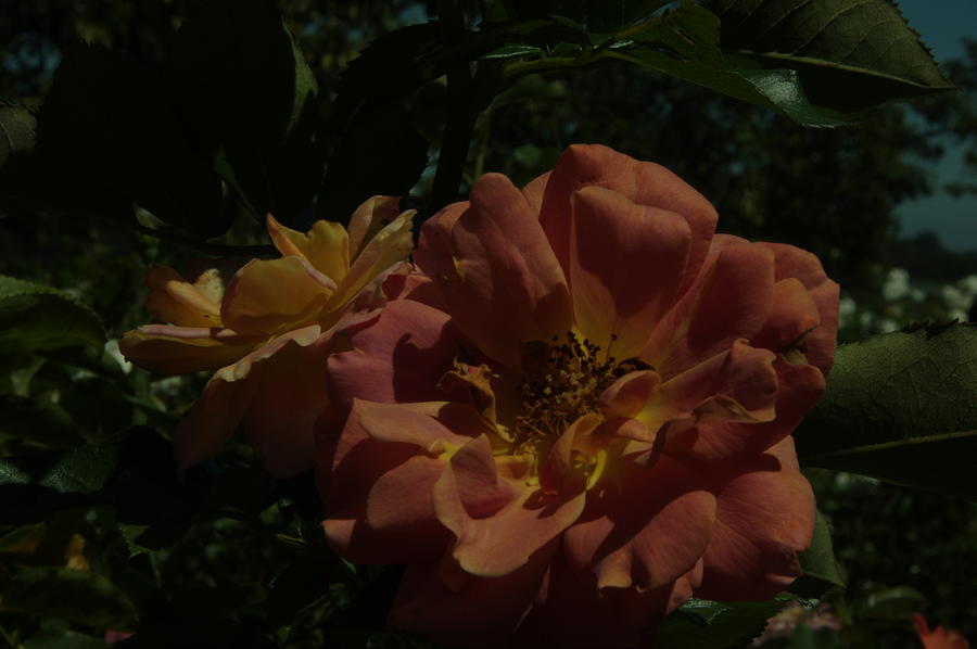 Balboa Park Roae Garden Flower 7 Photograph by Phyllis Spoor