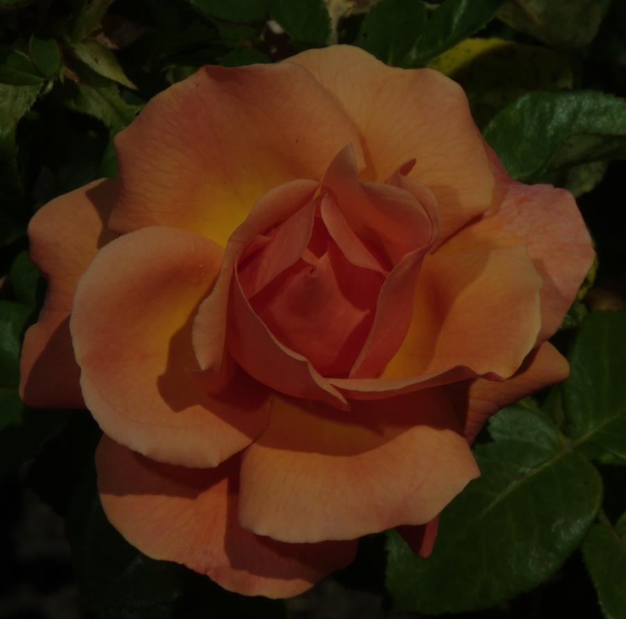 Balboa Park Rose Garden Flower 3 Photograph by Phyllis Spoor