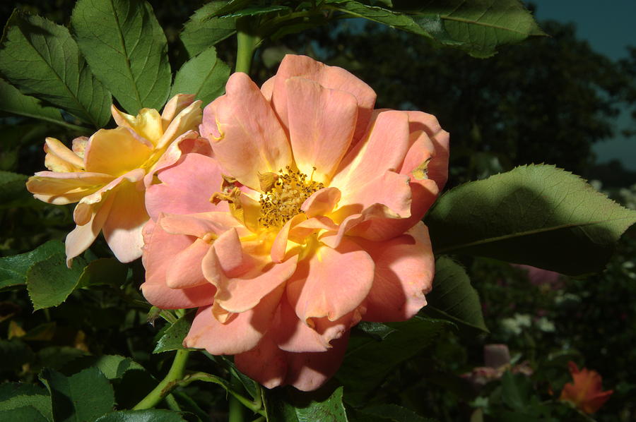 Balboa Park Rose Garden Flower 5 Photograph by Phyllis Spoor