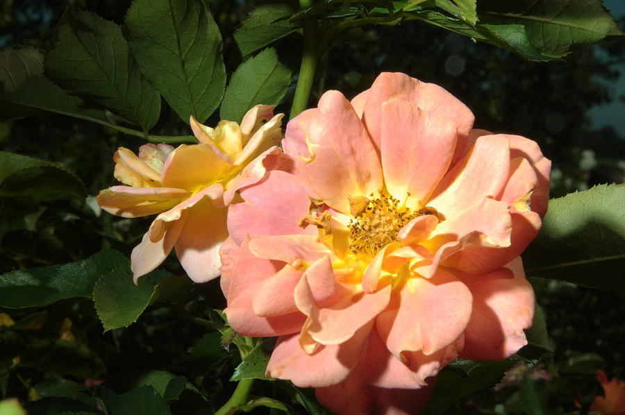 Balboa Park Rose Garden Flower 6 Photograph by Phyllis Spoor