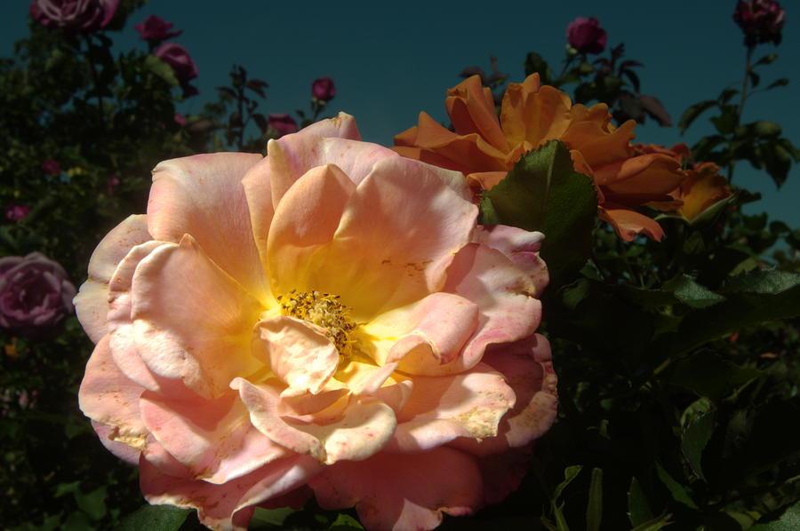 Balboa Park Rose Garden Flower 8 Photograph by Phyllis Spoor