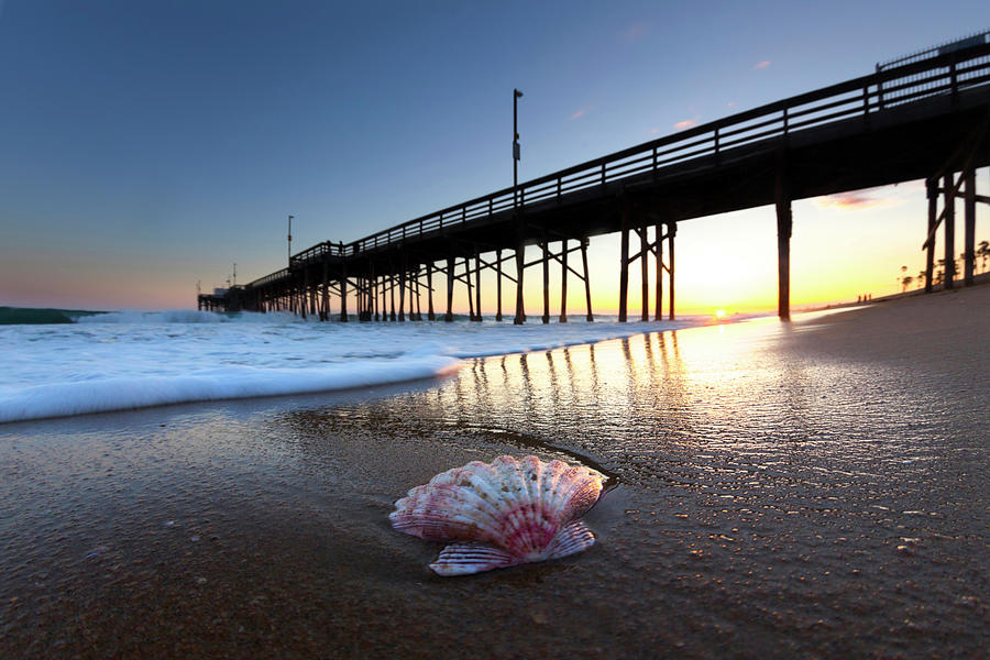 Balboa shell. Photograph by Sean Davey