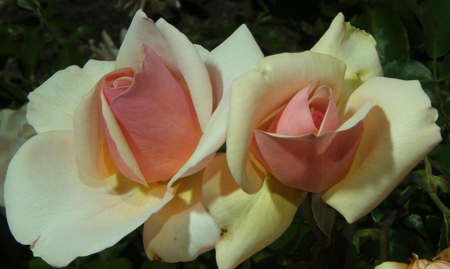Balboa Park Rose Garden Flower 4 Photograph by Phyllis Spoor