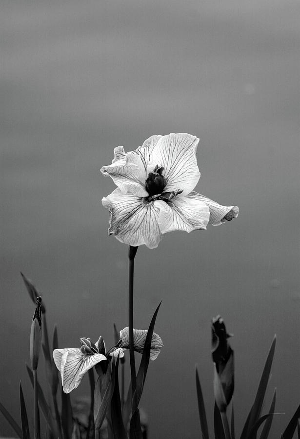 Black and White Japanese Iris 2707 H_3BW Photograph by Steven Ward