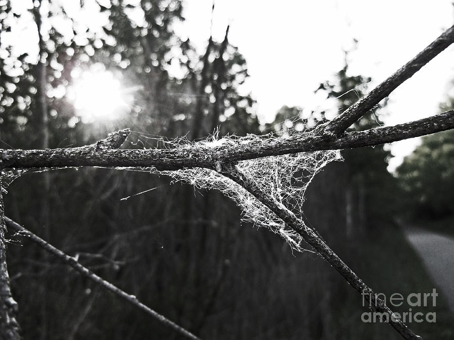 Balck and White Web and Branch at Sunrise Photograph by David Frederick
