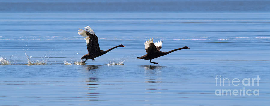 Balck Swans Taking to Flight Photograph by Bill  Robinson