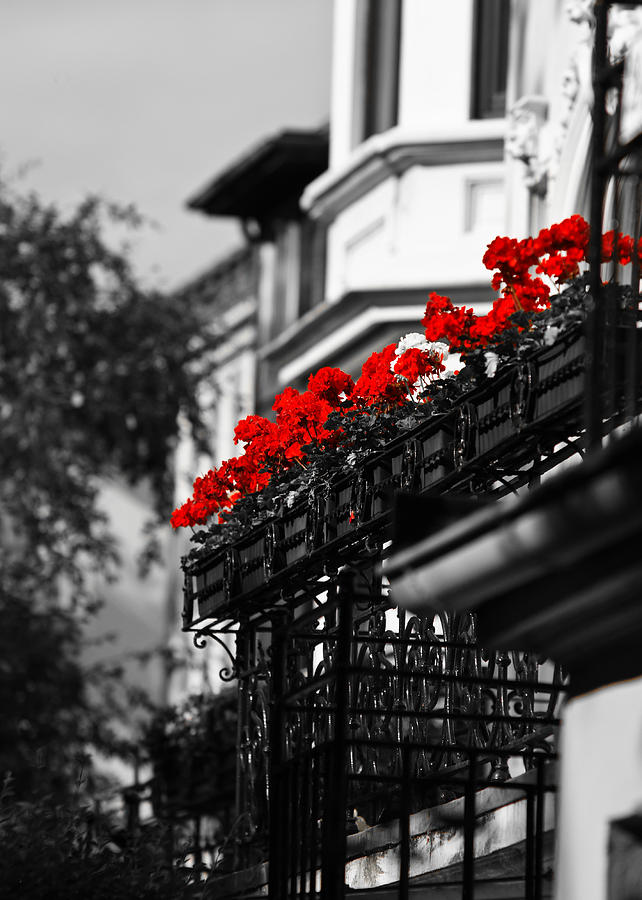 Balcony Roses Photograph by Edward Myers