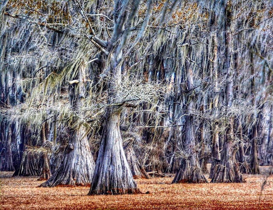Bald Cypress in Caddo Lake Photograph by Sumoflam Photography
