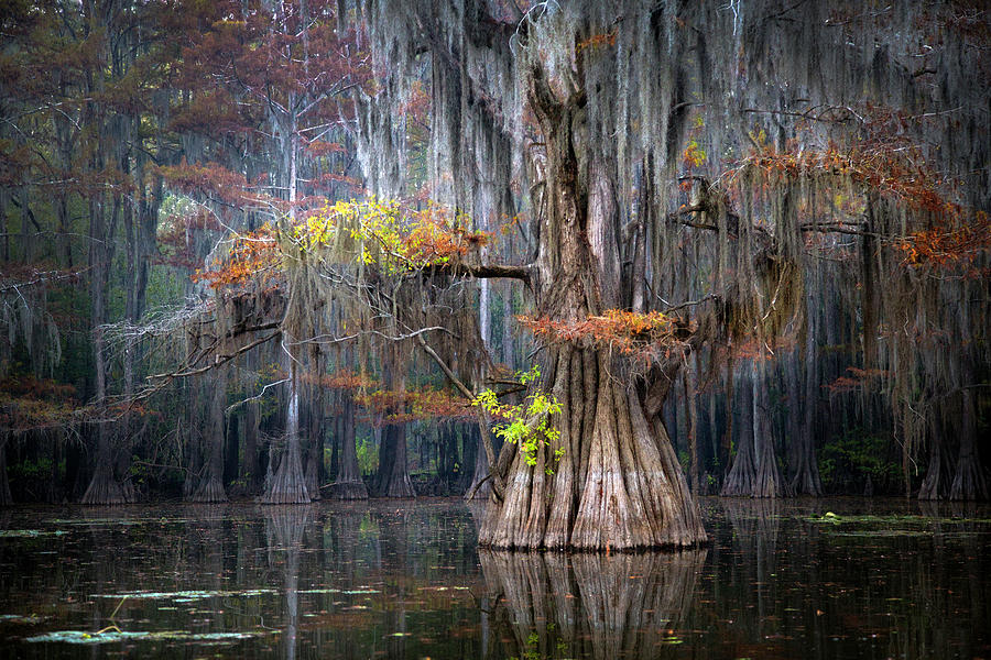 Bald Cypress in Fall Photograph by Jacob Padrul - Fine Art America